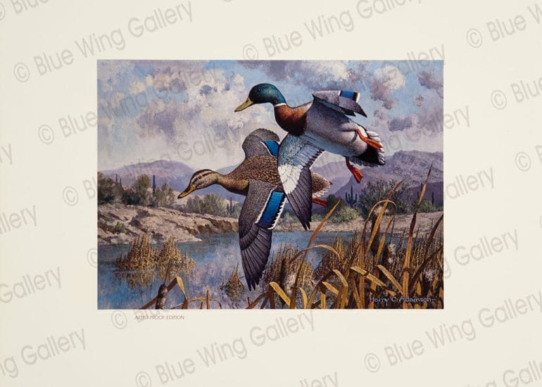 1994 Arizona Waterfowl Stamp By Harry Curieux Adamson