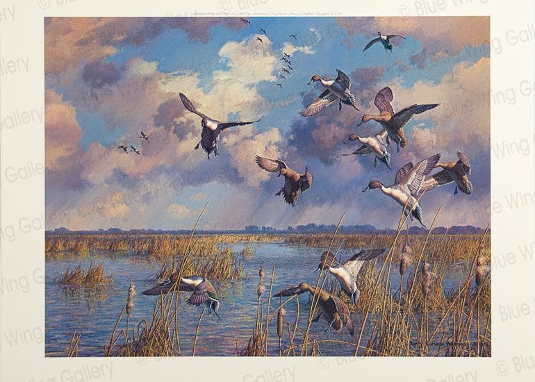 After The Storm - Pintails By Harry Curieux Adamson
