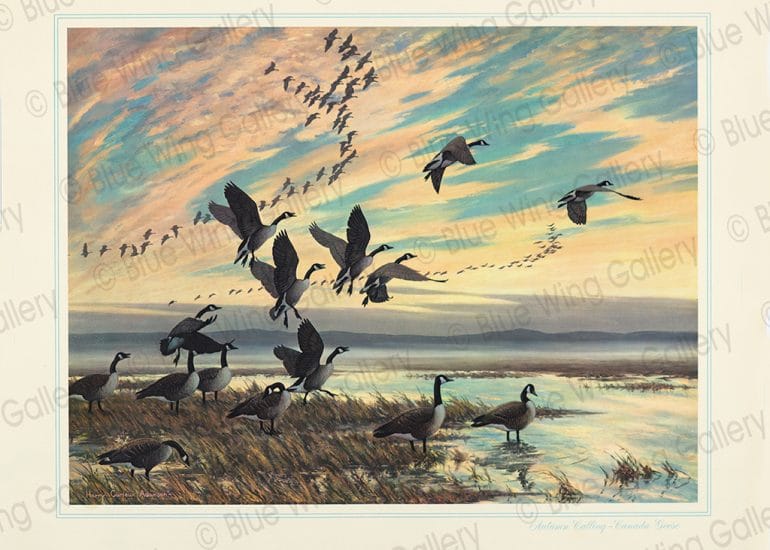 Autumn-Calling - Canada Geese By Harry Curieux Adamson