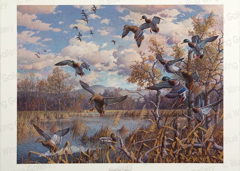 Autumn-Pond - Mallards By Harry Curieux Adamson