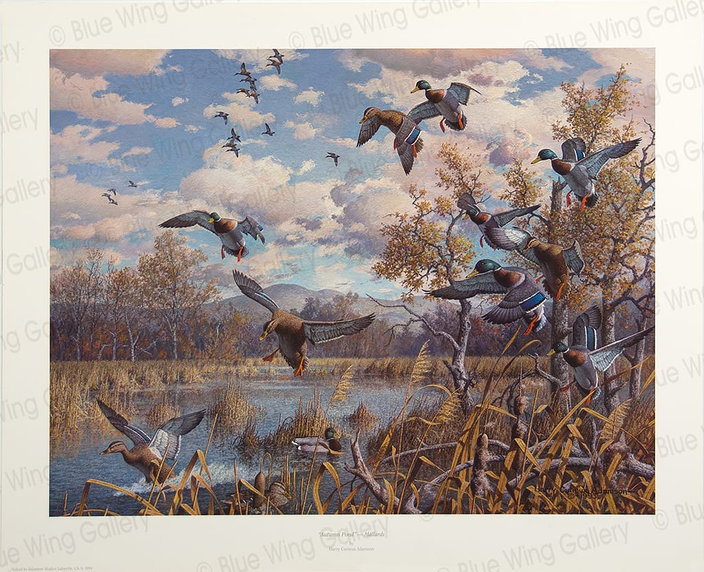 Autumn-Pond - Mallards By Harry Curieux Adamson