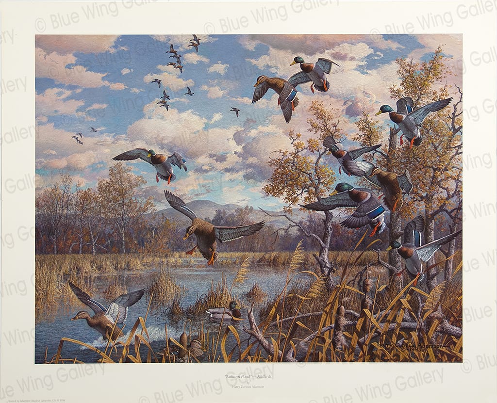 AUTUMN POND MALLARDS – LITHOGRAPH