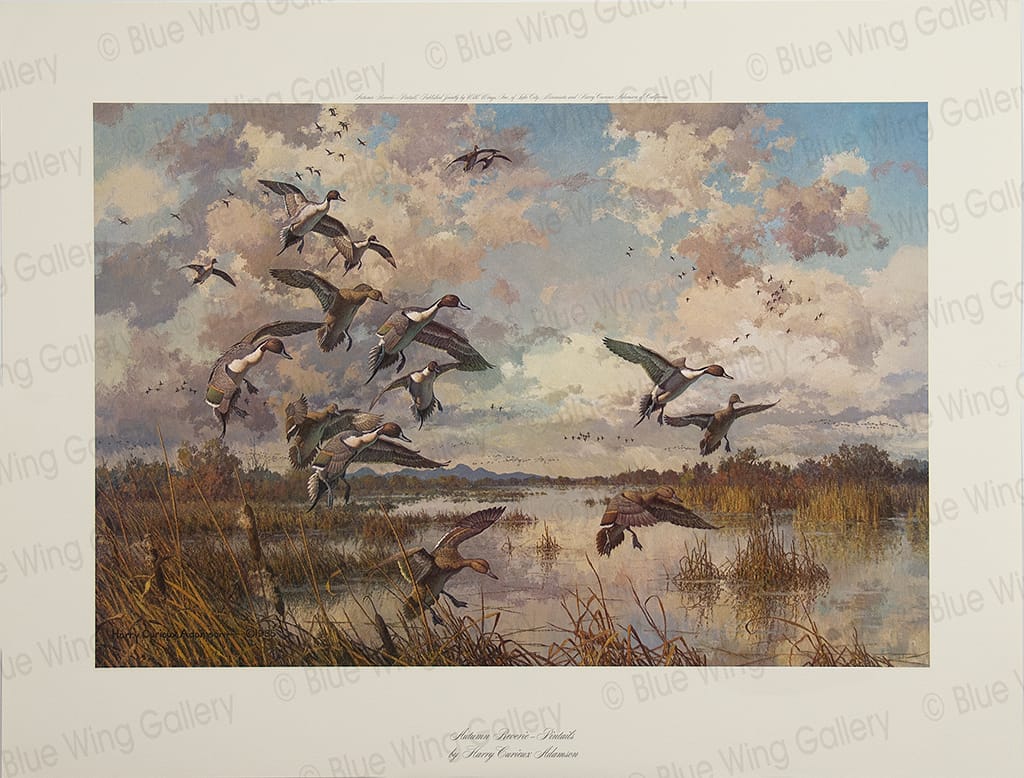Autumn Reverie - Pintails By Harry Curieux Adamson
