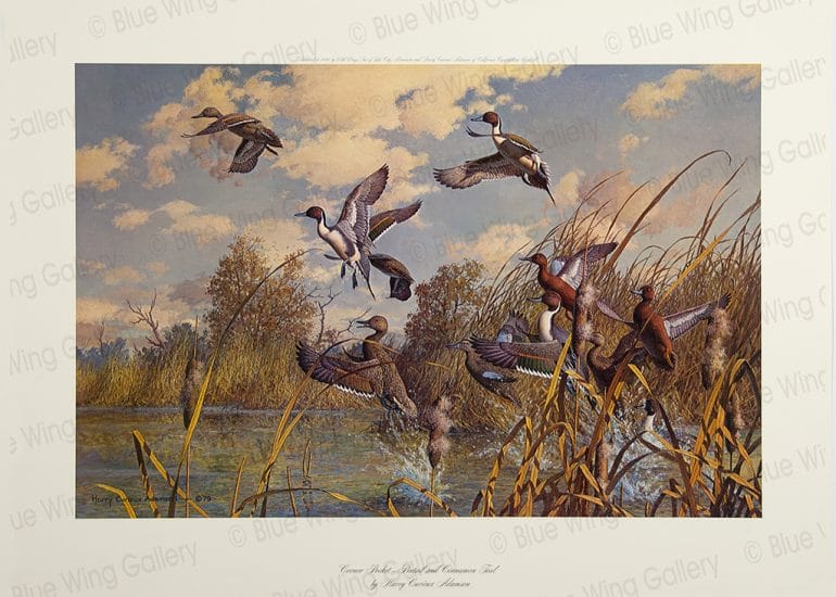 Corner Pocket Pintail and Cinamon-Teal By Harry Curieux Adamson