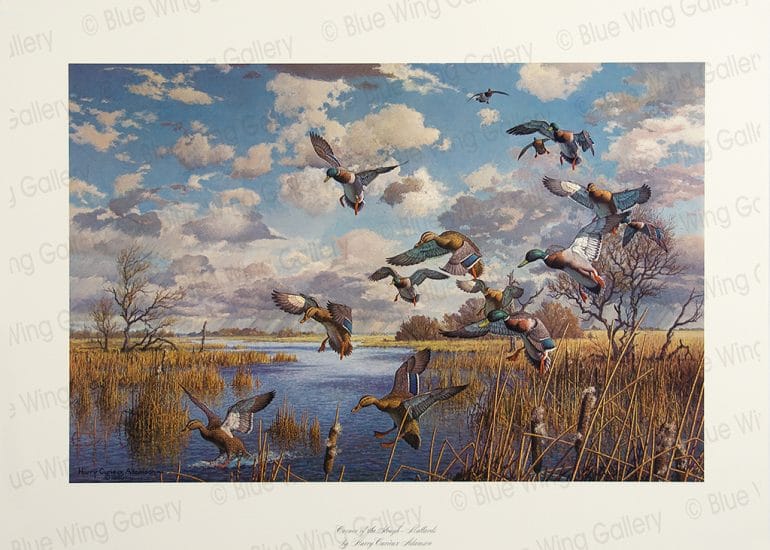 Corner of the Slough - Mallards By Harry Curieux Adamson