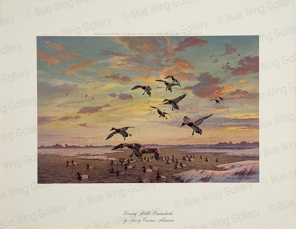 Evening Flotilla - Canvasbacks By Harry Curieux Adamson