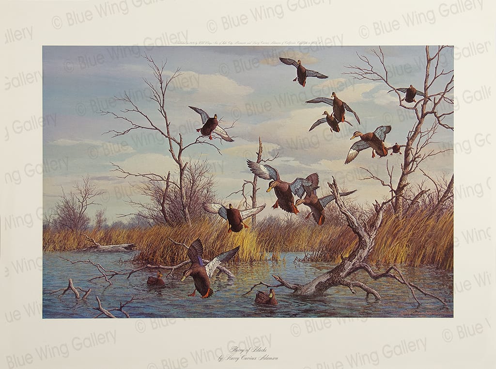 Flurry of Blacks By Harry Curieux Adamson