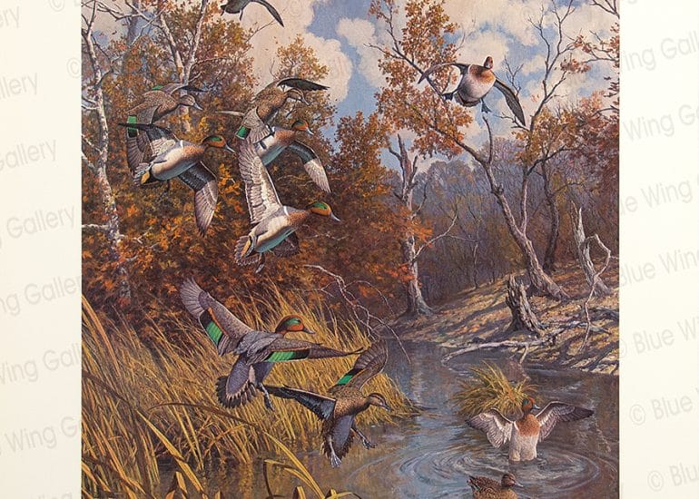 Juggling Act - Green Wing Teal By Harry Curieux Adamson