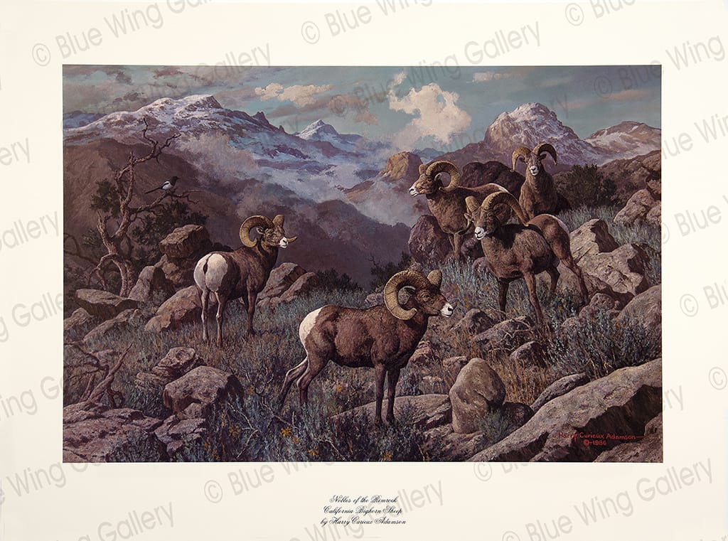 Nobles of the Rimrock - California Big Horn-Sheep By Harry Curieux Adamson