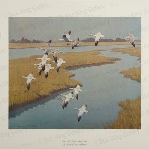 Over The Marsh - Snow Geese By Harry Curieux Adamson