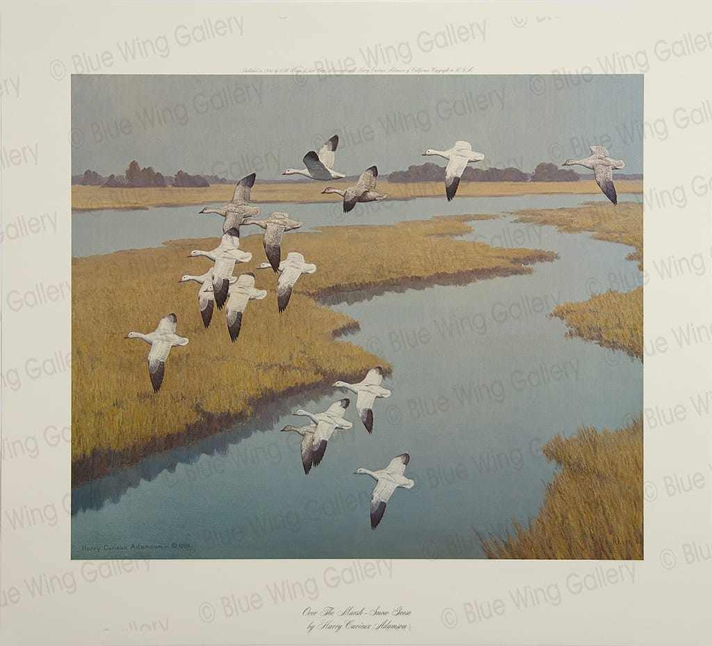 Over The Marsh - Snow Geese By Harry Curieux Adamson