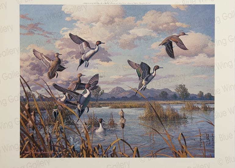 Pintails Taking Flight By Harry Curieux Adamson