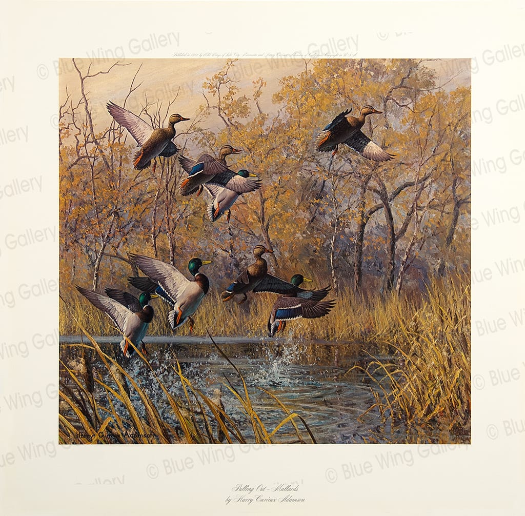 Pulling Out - Mallards By Harry Curieux Adamson