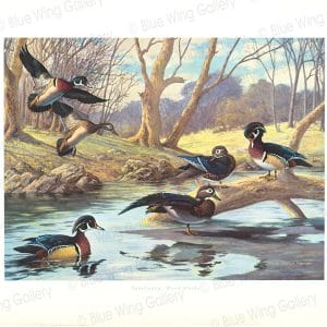 Sanctuary Wood Ducks By Harry Curieux Adamson
