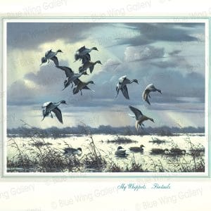 Sky Whippets - Pintails By Harry Curieux Adamson