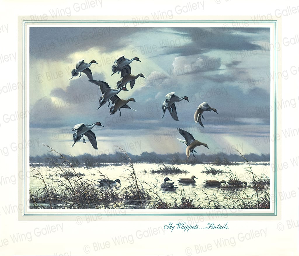 Sky Whippets - Pintails By Harry Curieux Adamson