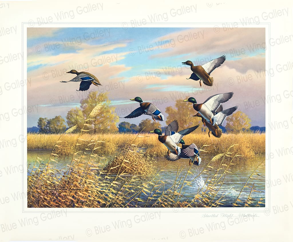 Startled Flight - Mallards By Harry Curieux Adamson
