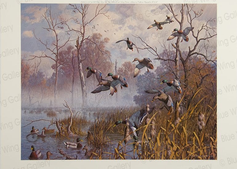 Swamp Mist - Mallards By Harry Curieux Adamson