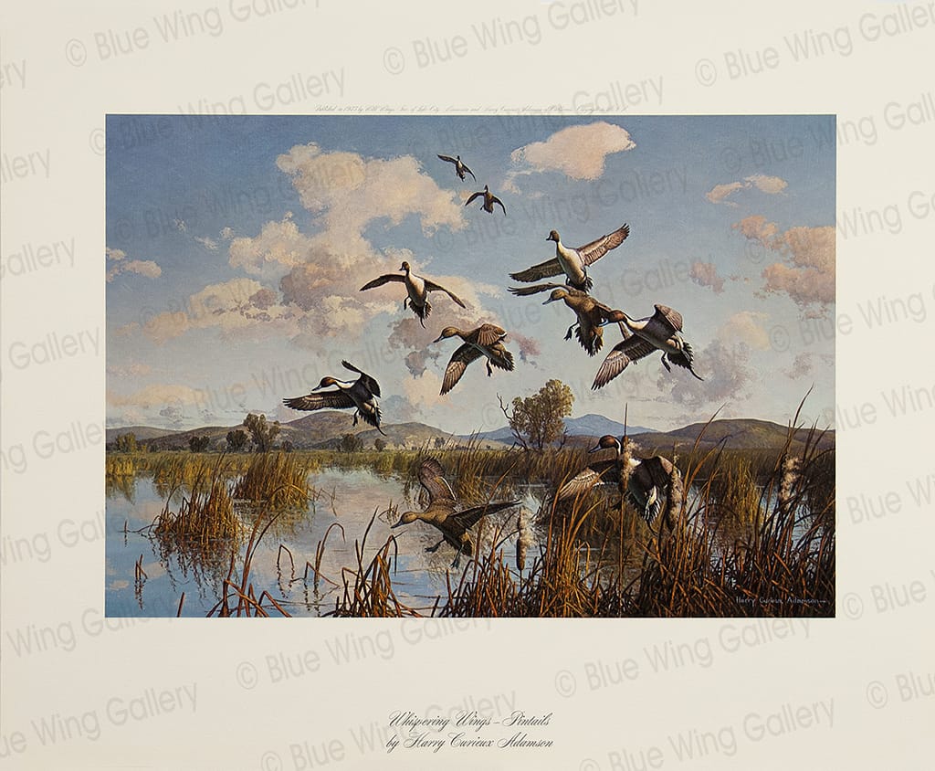 Whispering Wings - Pintails By Harry Curieux Adamson