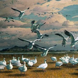 White Vanguard Snow Geese By Harry Curieux Adamson