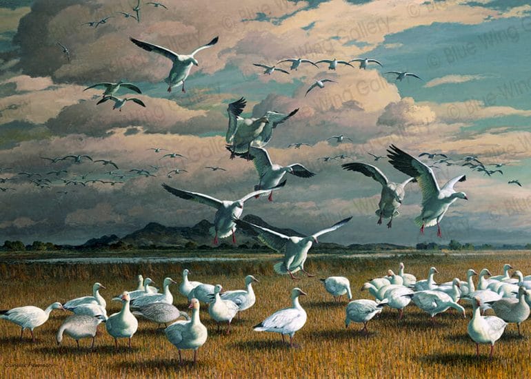 White Vanguard Snow Geese By Harry Curieux Adamson
