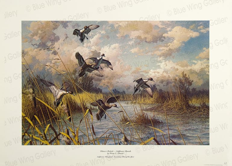 Winters Prelude - California-Pintails By Harry Curieux Adamson