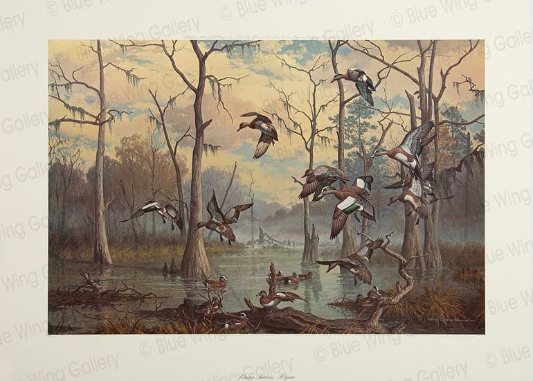 Winters Quarters- Wigeon By Harry Curieux Adamson