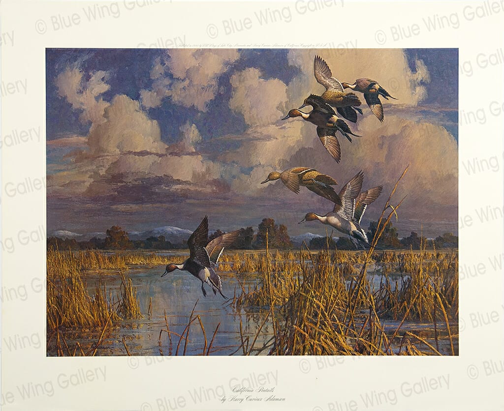 California Pintails By Harry Adamsom