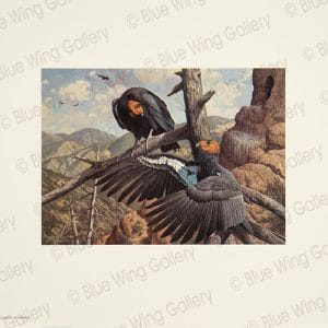 Spanning The Milennia - California-Condors By Harry Curieux Adamson