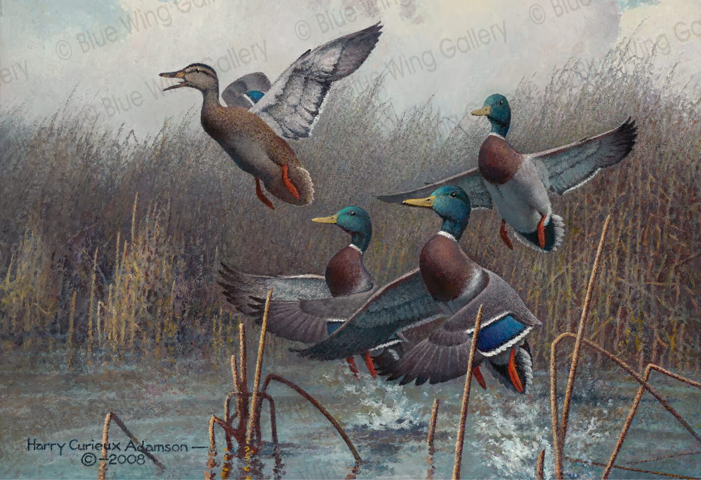 California Duck Stamp Harry C. Adamson